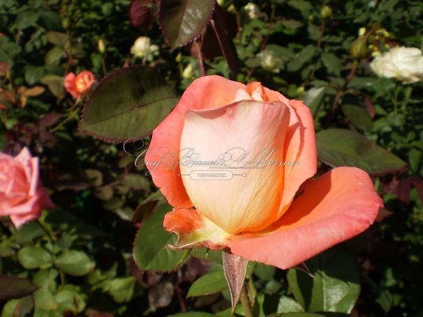 Роза Dolce Vita (Дольче вита) — фото 5