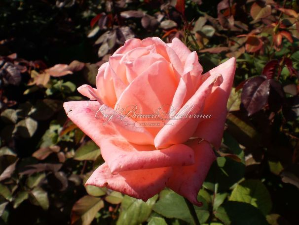 Роза Dolce Vita (Дольче вита) — фото 6