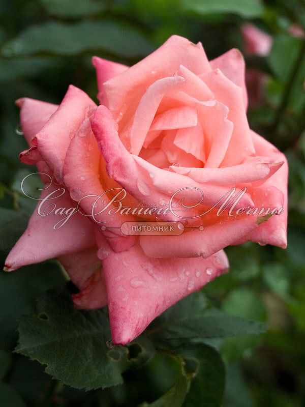 Роза Dolce Vita (Дольче вита) — фото 9