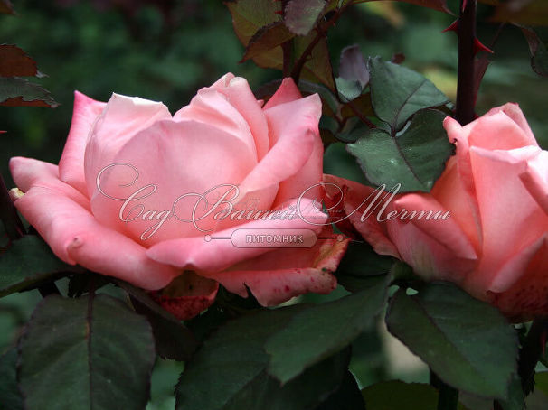 Роза Dolce Vita (Дольче вита) — фото 10