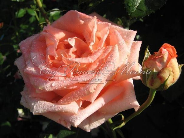 Роза Dolce Vita (Дольче вита) — фото 11