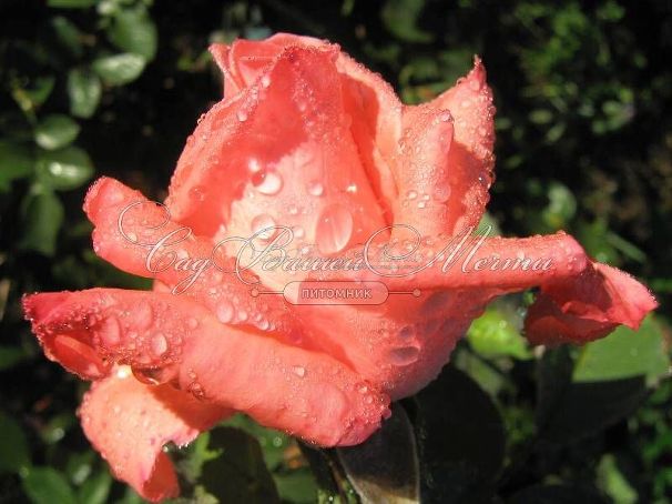 Роза Dolce Vita (Дольче вита) — фото 12