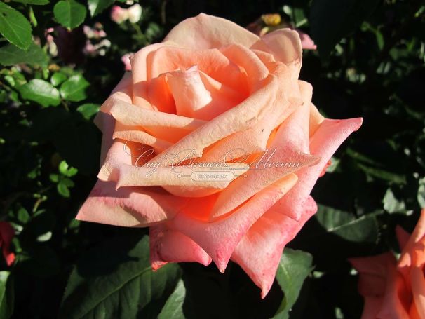 Роза Dolce Vita (Дольче вита) — фото 13