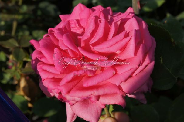 Роза Excelsa (Эксцельза)  — фото 15