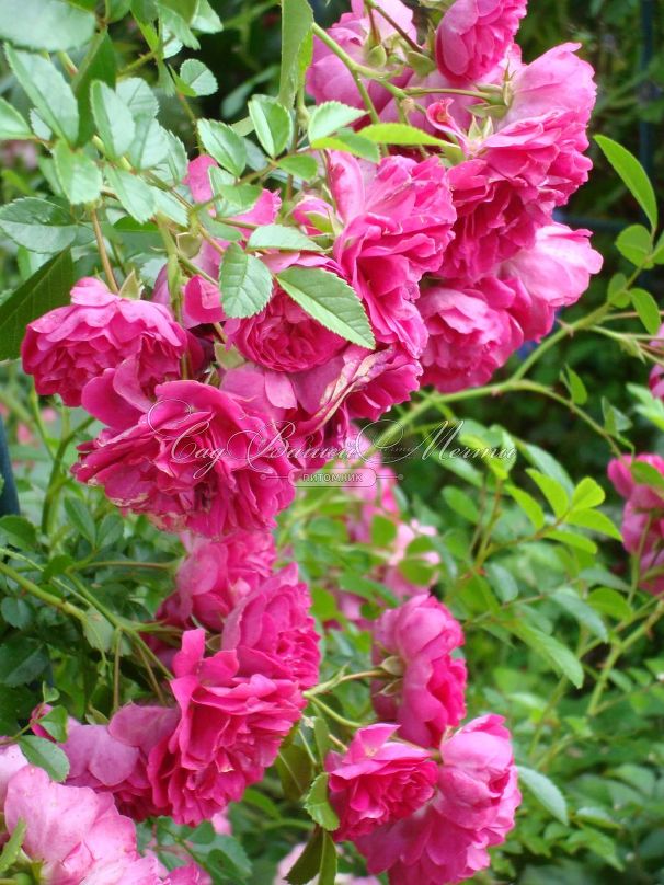 Роза Excelsa (Эксцельза)  — фото 16