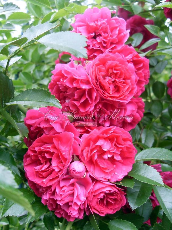 Роза Excelsa (Эксцельза)  — фото 17