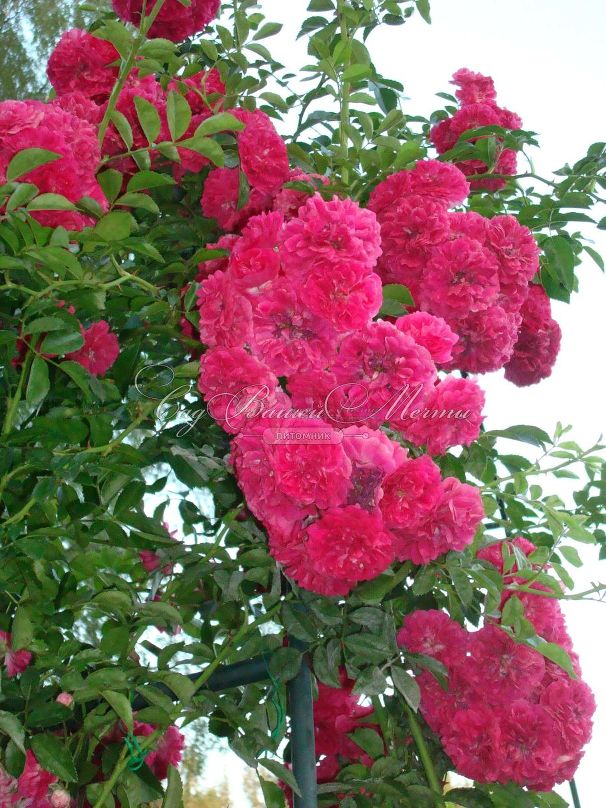 Роза Excelsa (Эксцельза)  — фото 20