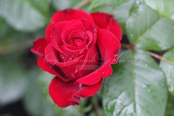 Роза First red (Фёрст ред) — фото 4