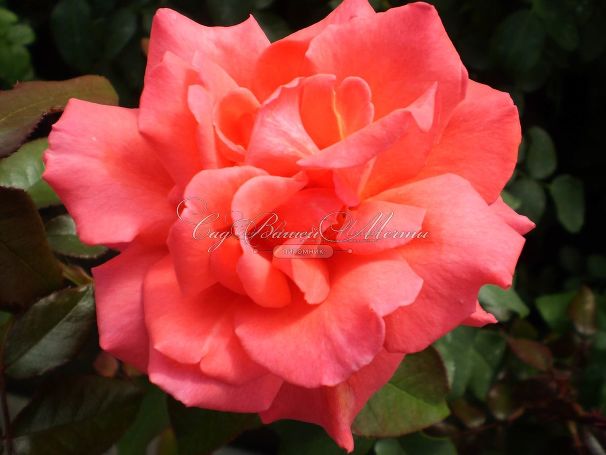 Роза Royal Deine (Роял Дейн) — фото 3