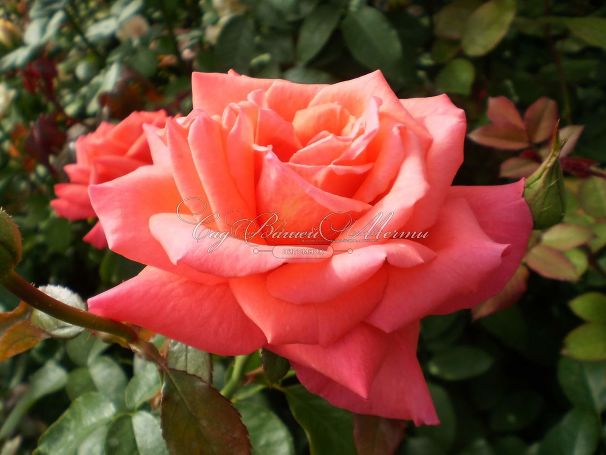Роза Royal Deine (Роял Дейн) — фото 5