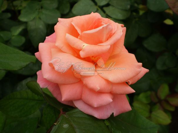 Роза Royal Deine (Роял Дейн) — фото 8
