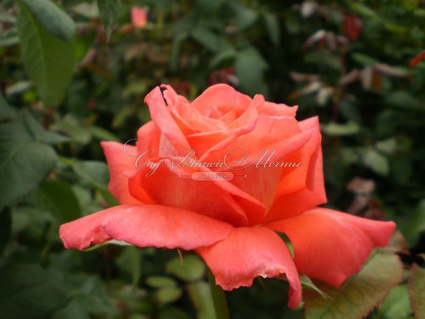 Роза Royal Deine (Роял Дейн) — фото 9