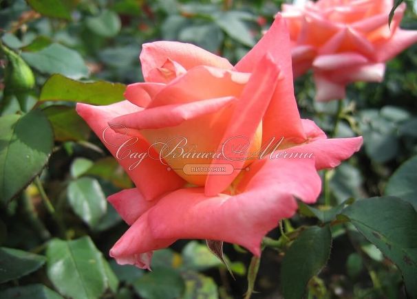 Роза Royal Deine (Роял Дейн) — фото 10