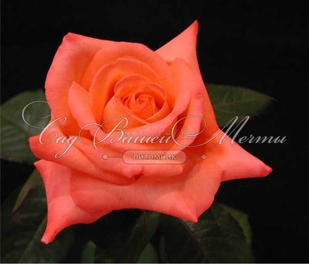 Роза Royal Deine (Роял Дейн) — фото 11
