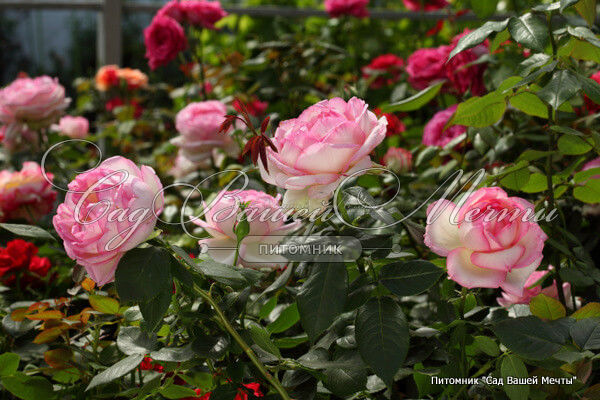 Роза Honore de Balzac (Оноре де Бальзак) — фото 3