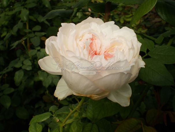 Роза Honore de Balzac (Оноре де Бальзак) — фото 15