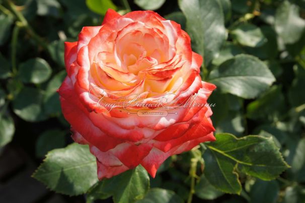 Роза Imperatrice Farah (Императрица Фара) — фото 4