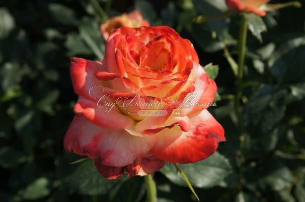Роза Imperatrice Farah (Императрица Фара) — фото 5