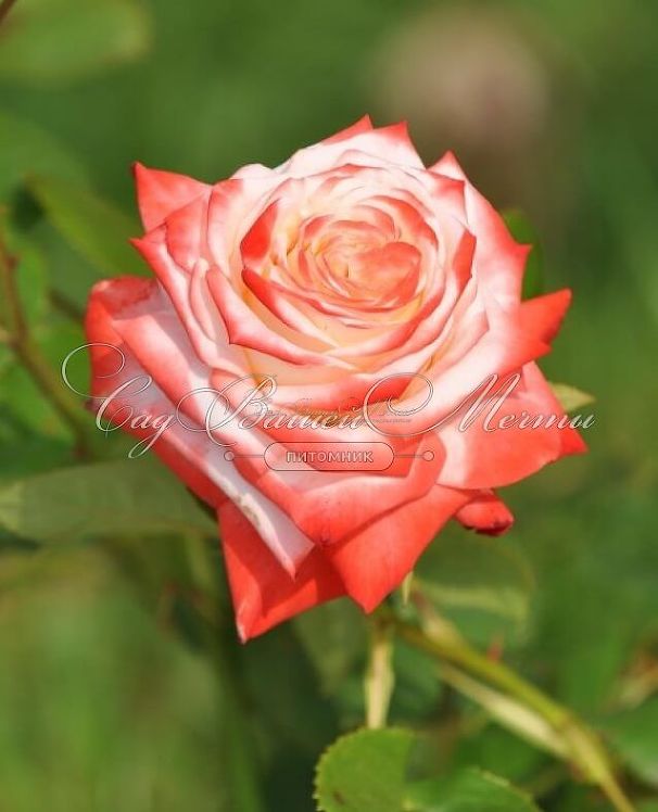 Роза Imperatrice Farah (Императрица Фара) — фото 8