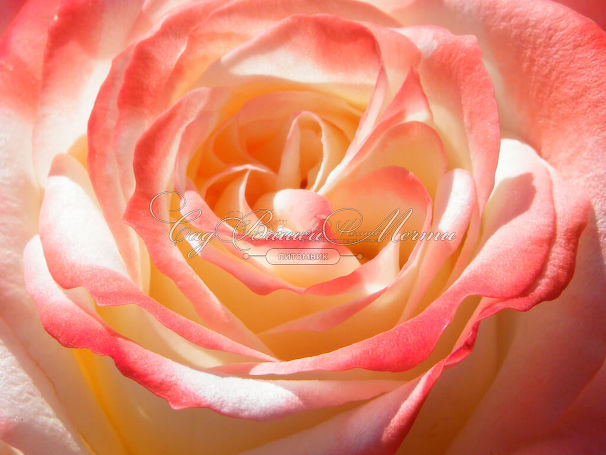 Роза Imperatrice Farah (Императрица Фара) — фото 9