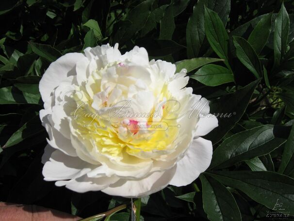 Пион травянистый Блаш Куин (Blush Queen) — фото 3