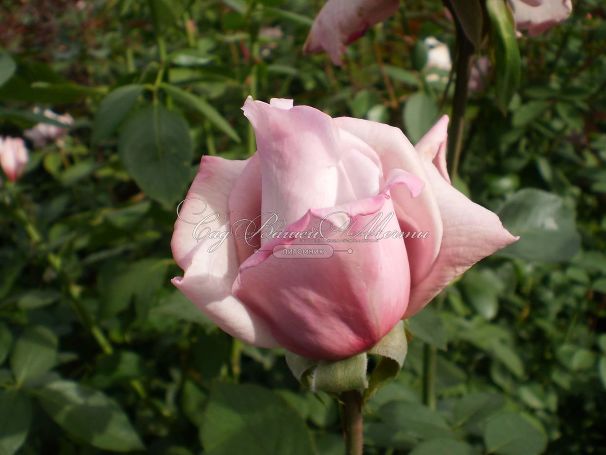 Роза Lady Х (Лейди Икс)  — фото 2