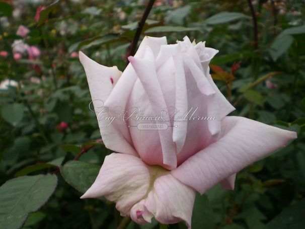 Роза Lady Х (Лейди Икс)  — фото 5