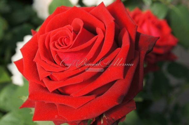 Роза Lovely red (Лавли ред) — фото 2
