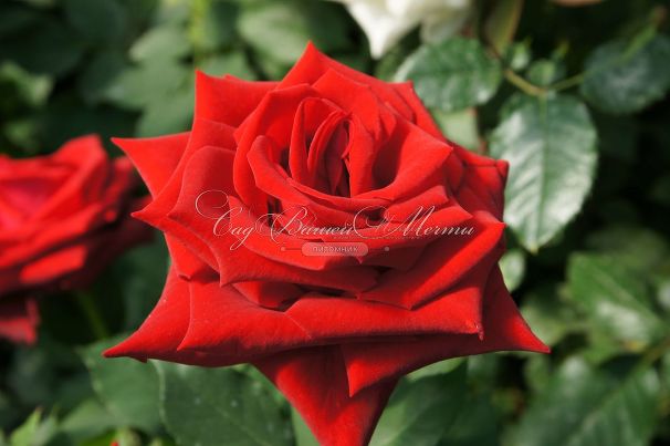 Роза Lovely red (Лавли ред)  — фото 3