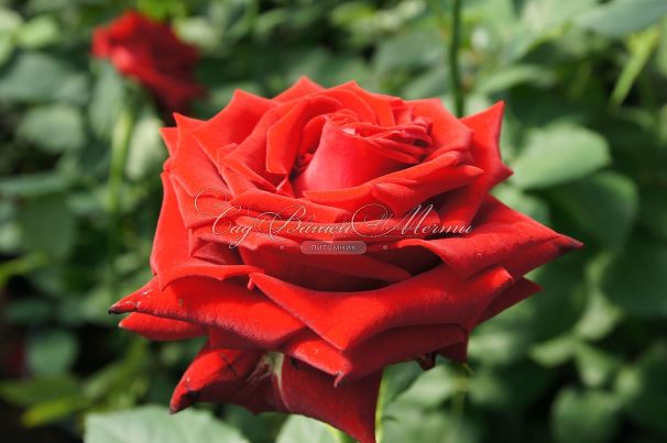 Роза Lovely red (Лавли ред)  — фото 5