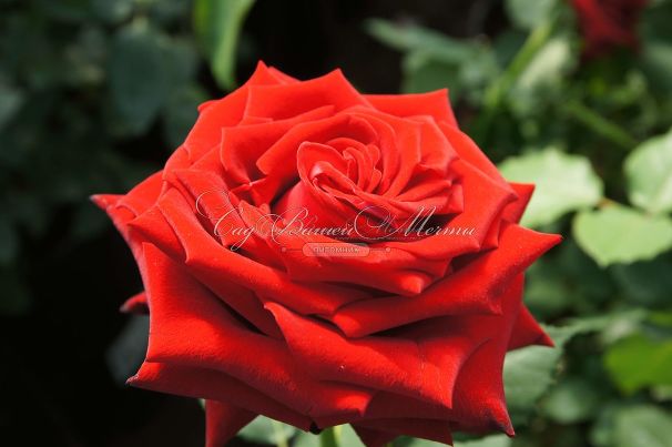Роза Lovely red (Лавли ред)  — фото 6