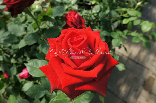 Роза Lovely red (Лавли ред)  — фото 7