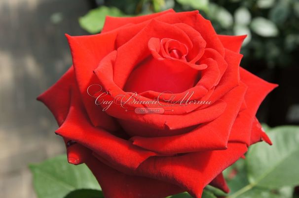 Роза Lovely red (Лавли ред)  — фото 8
