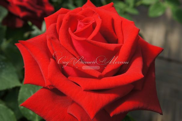 Роза Lovely red (Лавли ред)  — фото 9