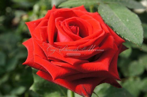 Роза Lovely red (Лавли ред)  — фото 10