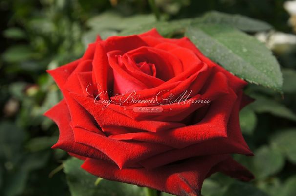 Роза Lovely red (Лавли ред)  — фото 11