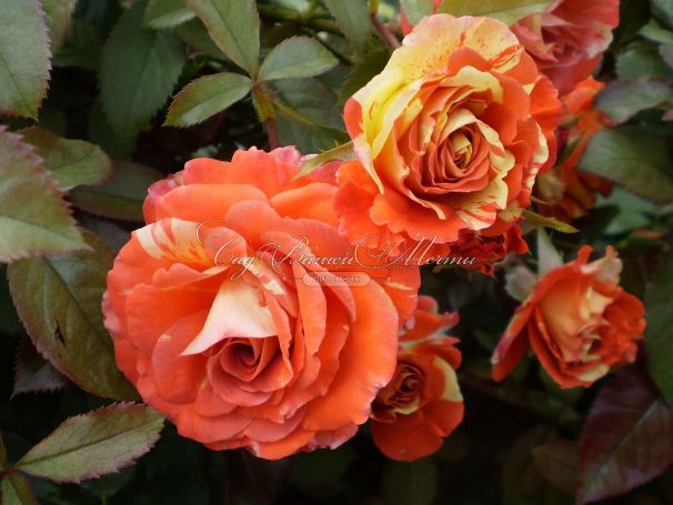 Роза Oranges and Lemons (Оранжс энд Лемонс)  — фото 12