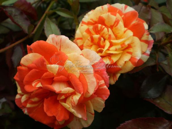 Роза Oranges and Lemons (Оранжс энд Лемонс)  — фото 17