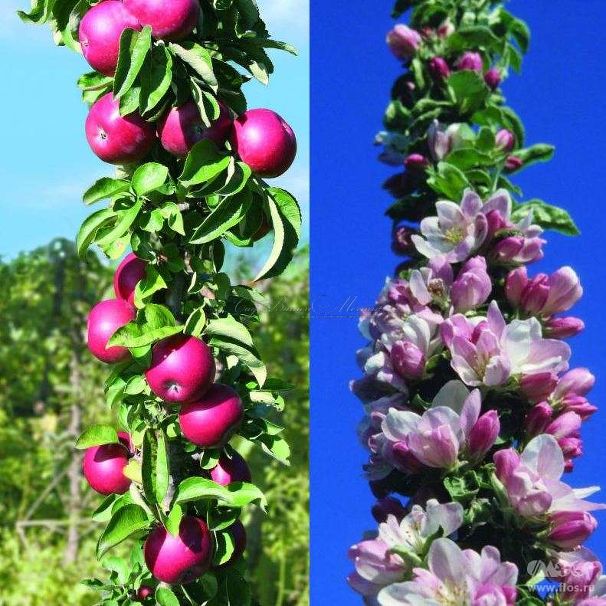 Яблоня колоновидная красноцветковая "Гранатовый Браслет" — фото 2