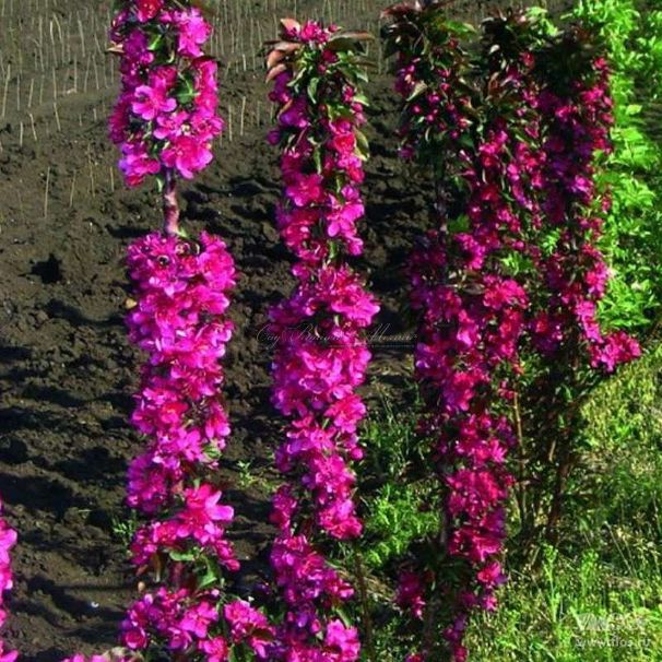 Яблоня колоновидная красноцветковая "Кармелита" — фото 2
