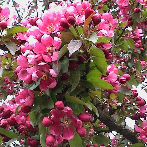 Яблоня колоновидная красноцветковая "Розовая Сказка" — фото 2