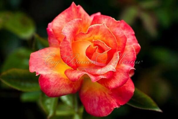Роза Piccadilly (Пикадилли) — фото 2