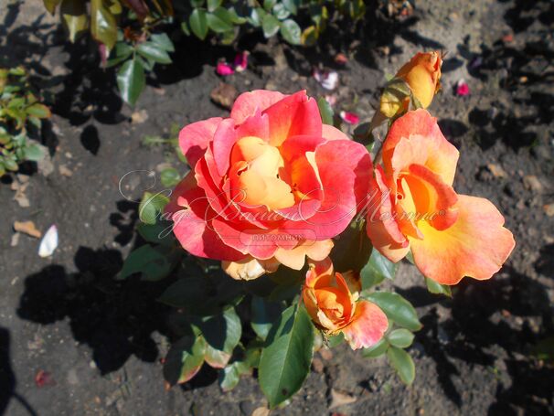 Роза Piccadilly (Пикадилли) — фото 3
