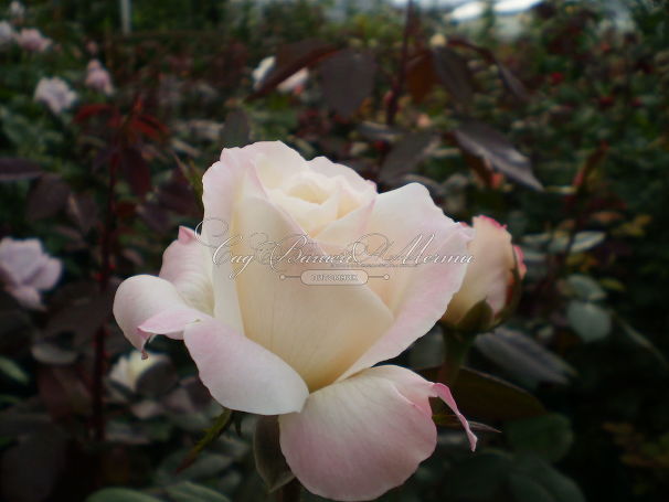Роза Pristine Pavement (Пристайн Пэйвмент)  — фото 5