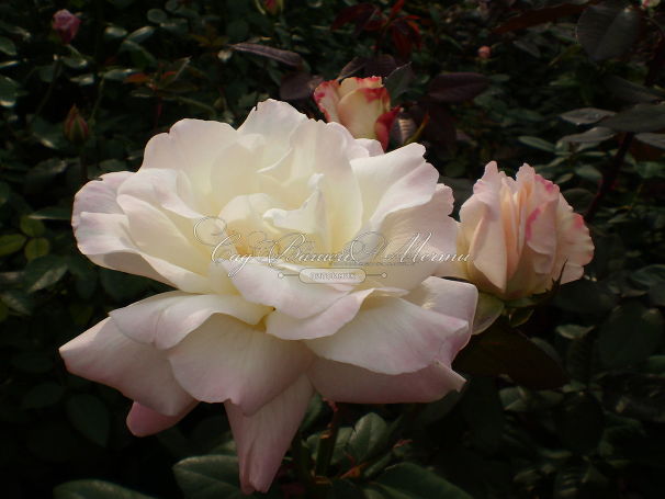 Роза Pristine Pavement (Пристайн Пэйвмент)  — фото 6