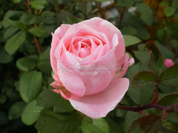 Роза Queen Elizabeth (Куин Элизабет) — фото 4