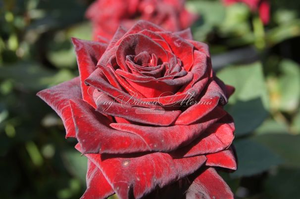 Роза Royal velvet (Роял велвет)  — фото 2