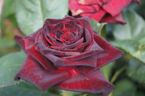 Роза Royal velvet (Роял велвет)  — фото 3