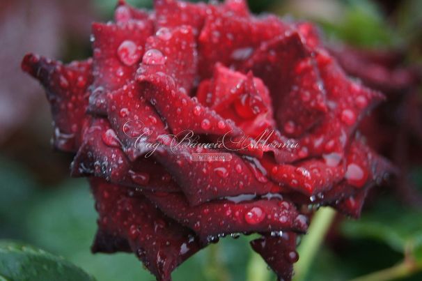 Роза Royal velvet (Роял велвет)  — фото 4