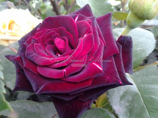 Роза Royal velvet (Роял велвет)  — фото 5